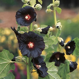 Black Hollyhock Flower seeds for Planting Pollinator Friendly, Heirloom & GMO Free Seeds for Home Garden vegetable and garden seeds