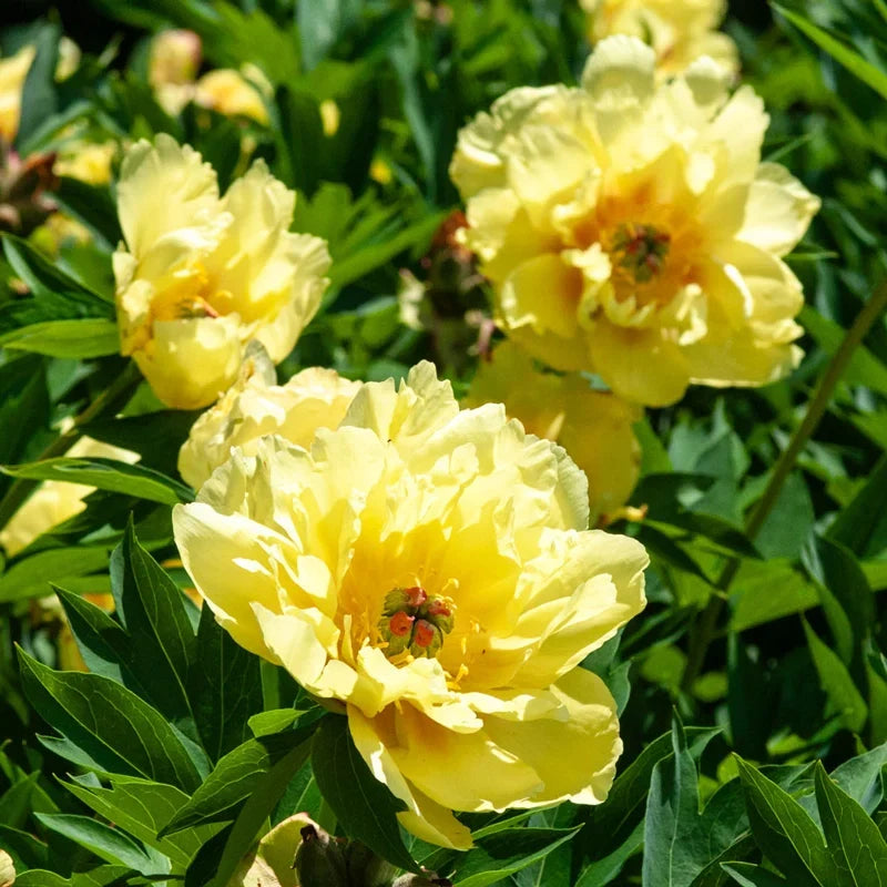 Yellow Peony Flower seeds for Planting - Bright Blooms, Heirloom & GMO Free Seeds for Home Garden