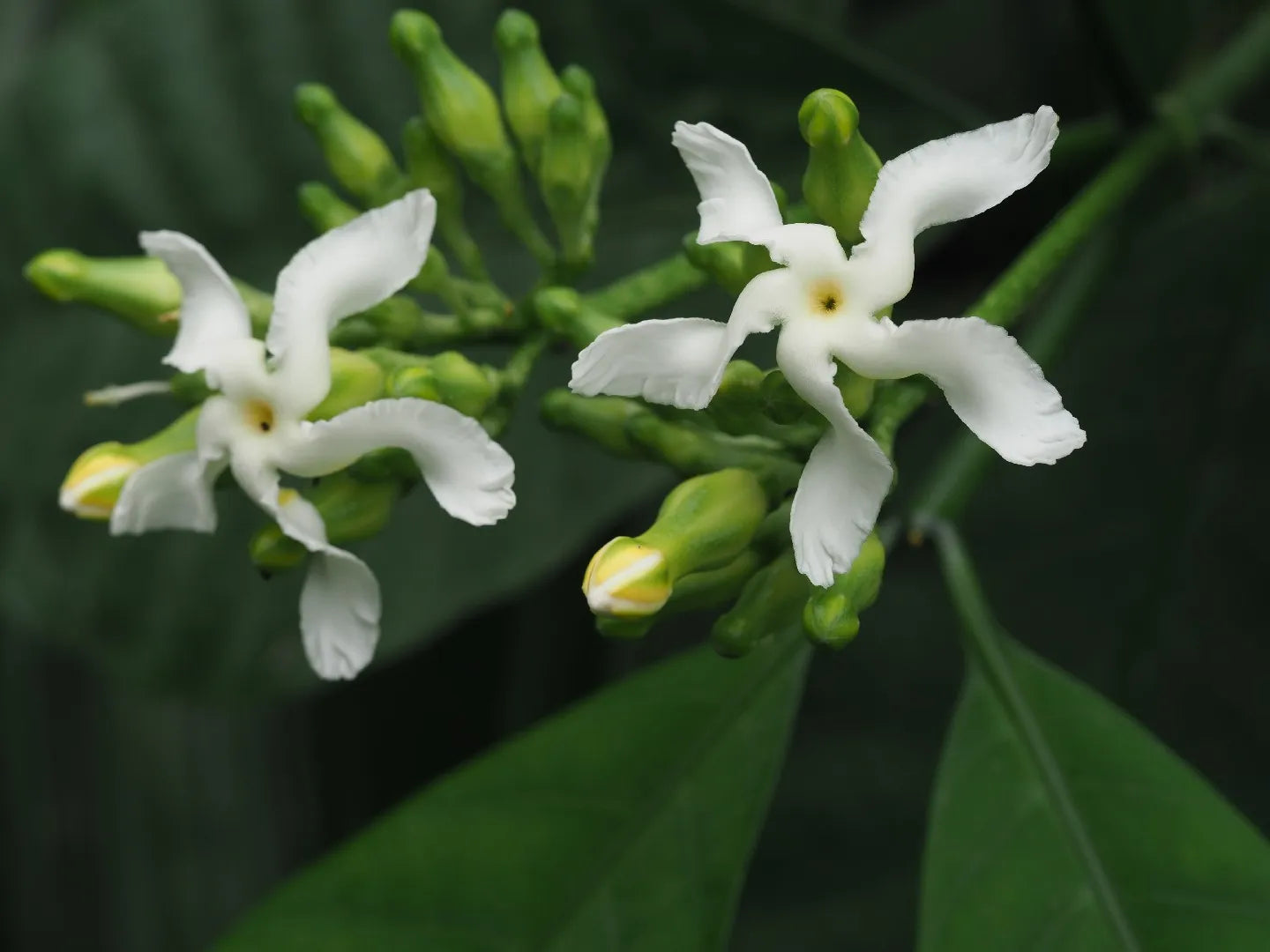 Voacanga Flower seeds for Planting Fragrant Blossoms, Heirloom & GMO Free Seeds for Home Garden vegetable and garden seeds