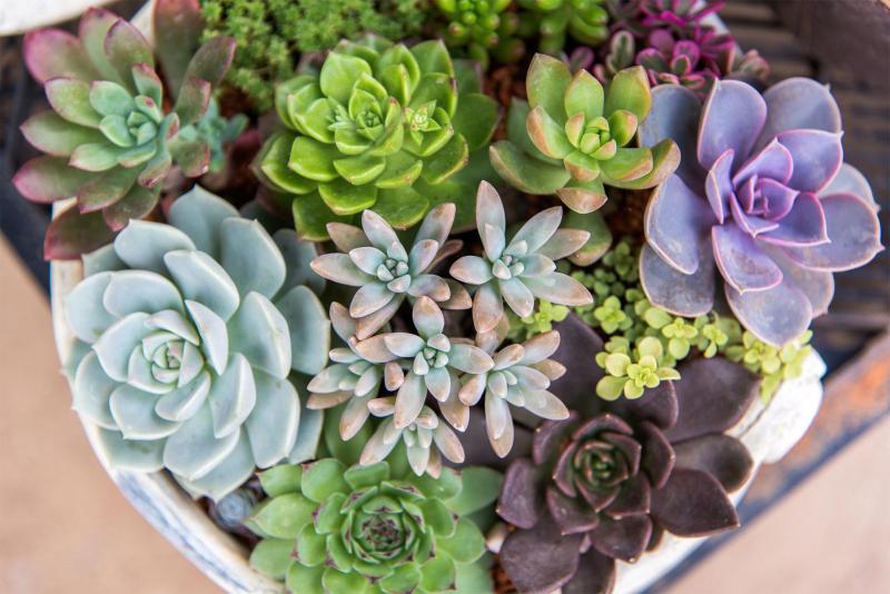 Succulents Bonsai Flower seeds for Planting Premium Quality Heirloom & GMO Free Seeds for Home Garden