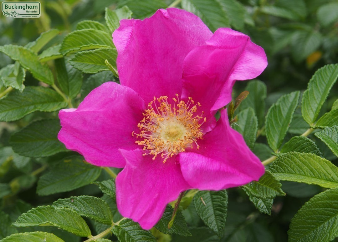 Kartoffelrose Flower seeds for Planting Colorful Display, Heirloom & GMO Free Seeds for Home Garden vegetable and garden seeds