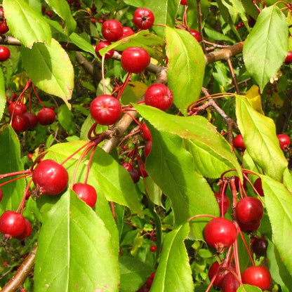 Sargent's Crabapple (Malus sargentii) Apple Seeds