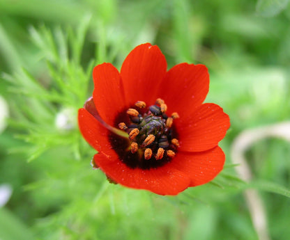 Fern Flower seeds for Planting - Cottage Garden Essential, Heirloom & GMO Free Seeds for Home Garden