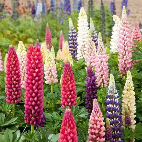 Premium Maroon Lupine Flower seeds for Planting Wildflower Mix, Heirloom & GMO Free Seeds for Home Garden seeds