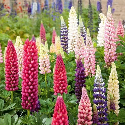 Premium Maroon Lupine Flower seeds for Planting Wildflower Mix, Heirloom & GMO Free Seeds for Home Garden seeds