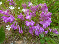 Purple Scutellaria Flower seeds for Planting Cottage Garden Essential, Heirloom & GMO Free Seeds for Home Garden seeds for planting