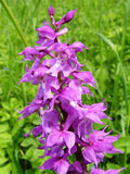 Mascula Flower seeds for Planting Garden Favorite, Heirloom & GMO Free Seeds for Home Garden seeds for planting