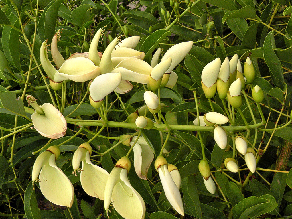 Premium White Erythrina Crista Galli Flower seeds for Planting Cut Flower Favorite, Heirloom & GMO Free Seeds for Home Garden seeds
