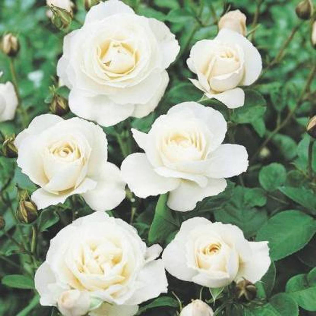 Green Iceberg Flower seeds for Planting Cottage Garden Essential, Heirloom & GMO Free Seeds for Home Garden vegetable and garden seeds