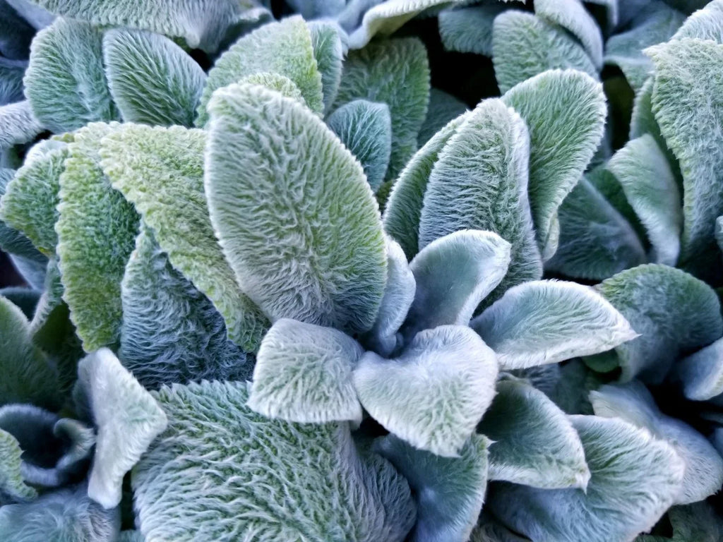 High quality Gray Lambs Ear Flower seeds for Planting Perfect for Borders, Heirloom & GMO Free Seeds for Home Garden seeds pack