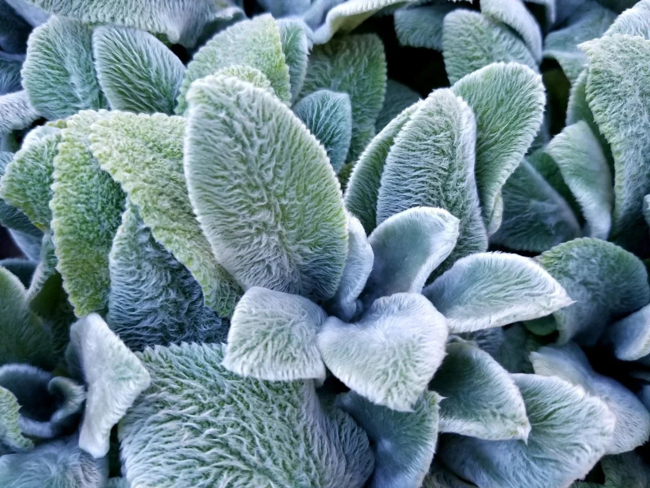 High quality Gray Lambs Ear Flower seeds for Planting Perfect for Borders, Heirloom & GMO Free Seeds for Home Garden seeds pack