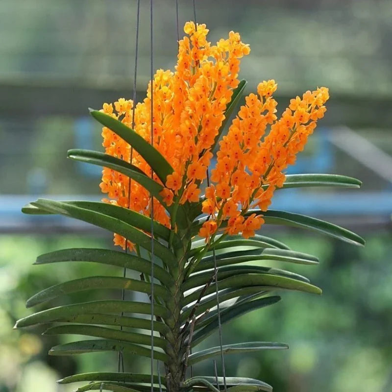 Premium Light Yellow Ascocentrum Flower seeds for Planting Hardy Variety, Heirloom & GMO Free Seeds for Home Garden seeds