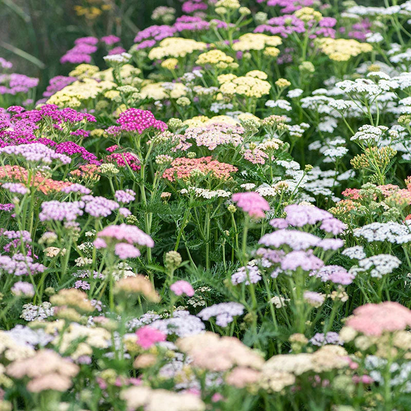 Heirloom Yarrow Achillea Flower seeds for Planting Colorful Display Heirloom & GMO Free Seeds for Home Garden