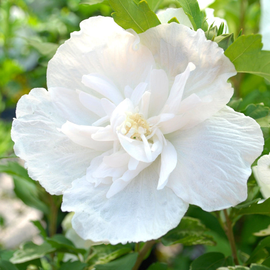 High quality White Sharon Rose Flower seeds for Planting Colorful Display, Heirloom & GMO Free Seeds for Home Garden seeds pack