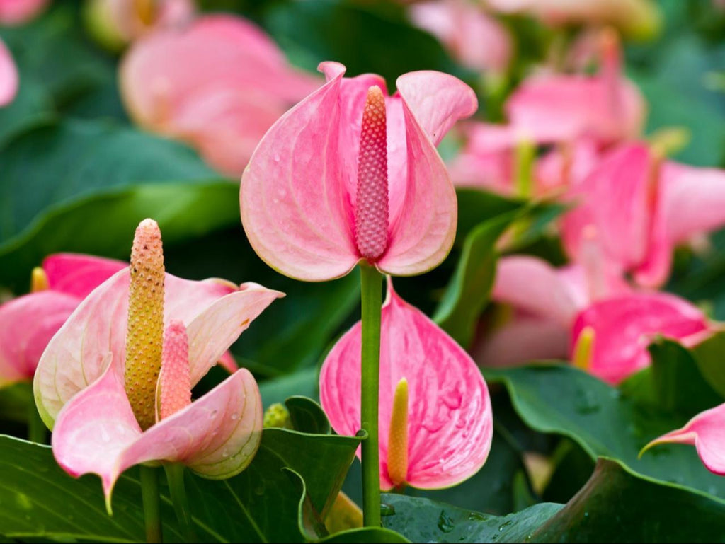 Anturio Flower seeds for Planting Premium Quality, Heirloom & GMO Free Seeds for Home Garden vegetable and garden seeds