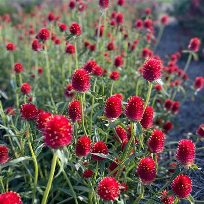 Gomphrena Flower seeds for Planting Premium Quality Heirloom & GMO Free Seeds for Home Garden