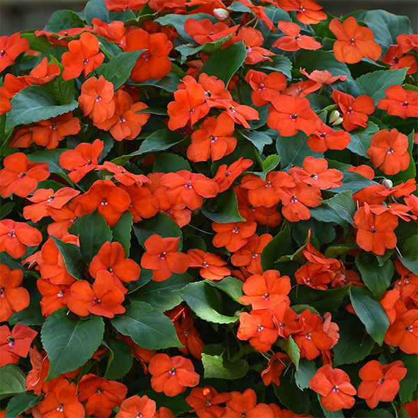 Orange Impatiens Flower seeds for Planting Bright Blooms, Heirloom & GMO Free Seeds for Home Garden vegetable and garden seeds