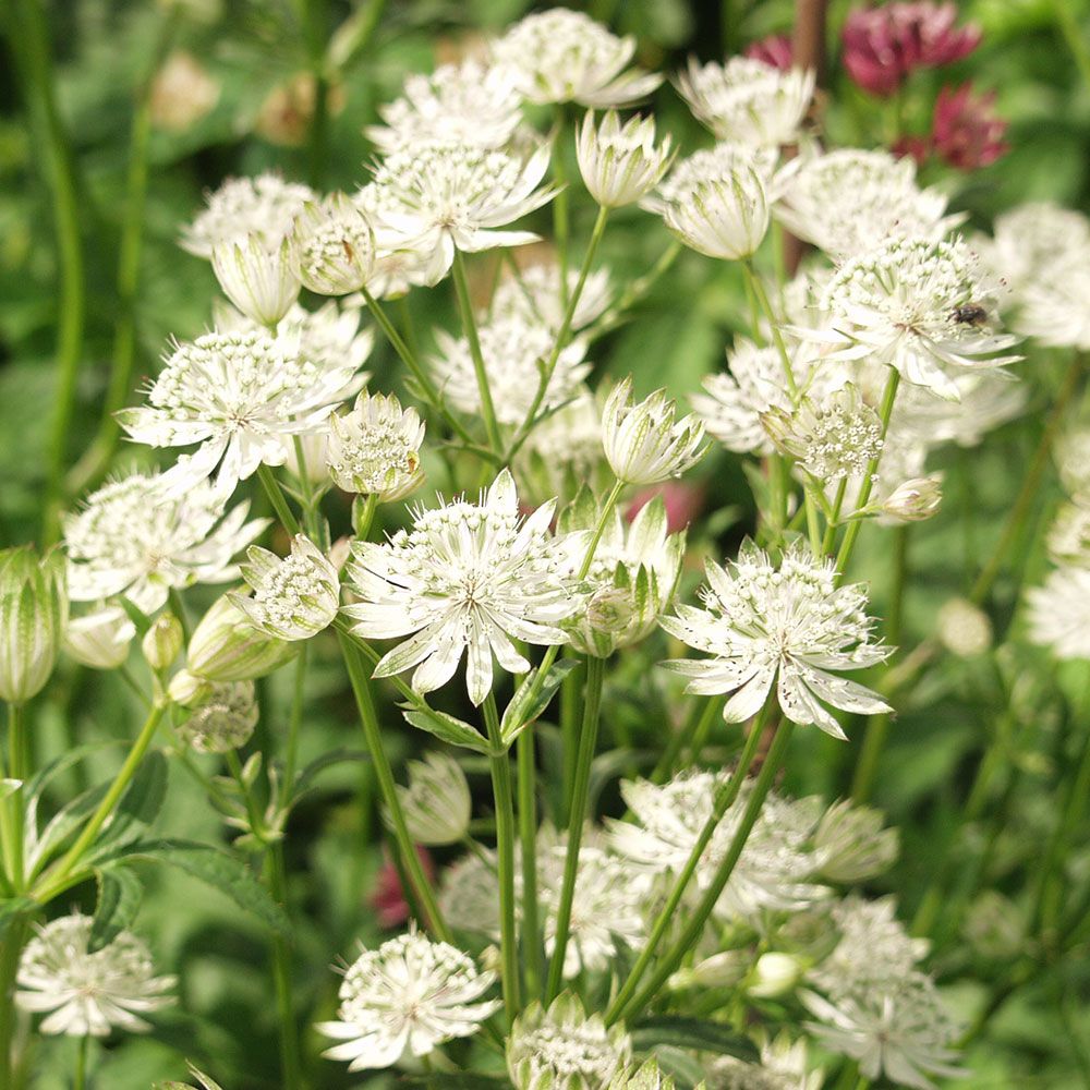 White Astrantia Flower seeds for Planting Sun Loving, Heirloom & GMO Free Seeds for Home Garden vegetable and garden seeds