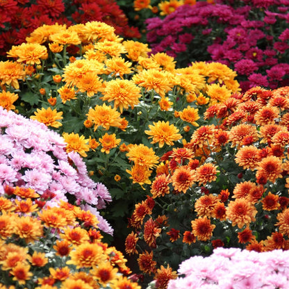 Mums Flower seeds for Planting Perfect for Borders Heirloom & GMO Free Seeds for Home Garden