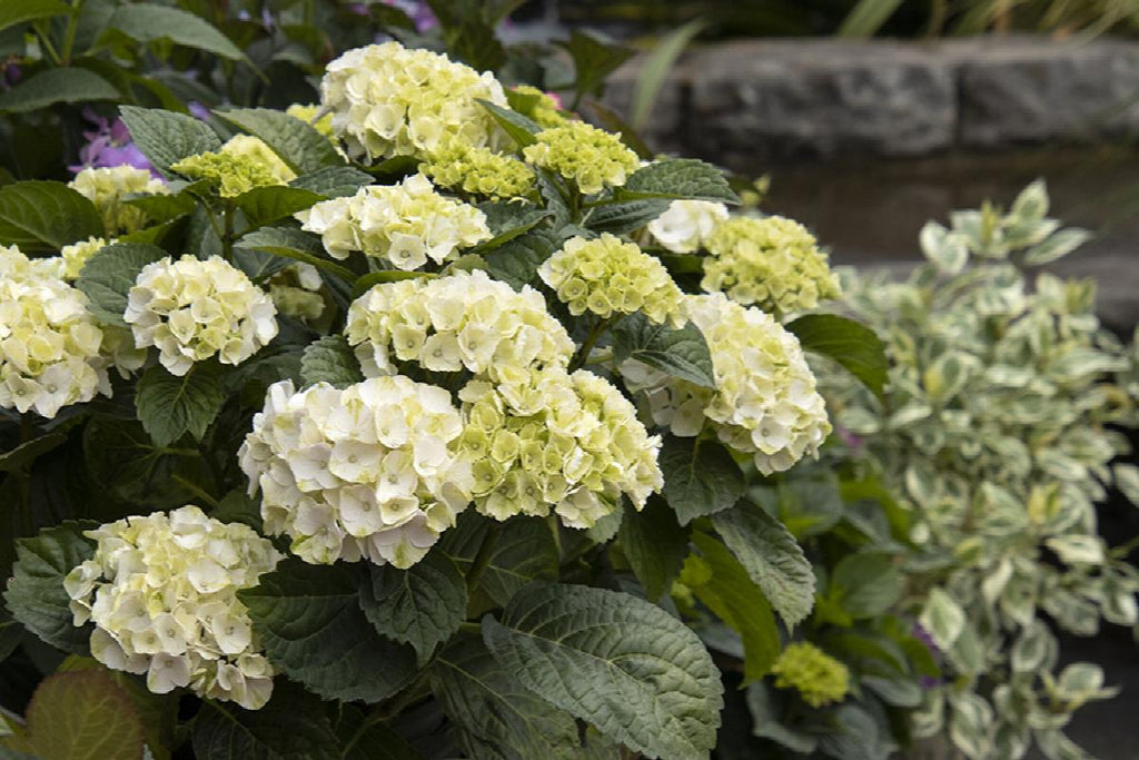 Seaside Serenade Bar Harbor Hydrangea Flower seeds for Planting Fragrant Blossoms, Heirloom & GMO Free Seeds for Home Garden vegetable and garden seeds