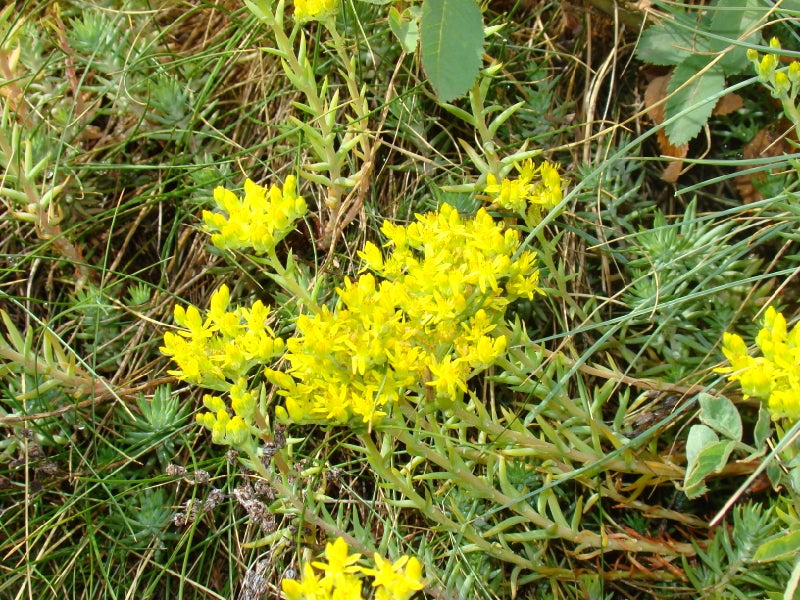 Green Sedum Montanum Flower seeds for Planting Cottage Garden Essential, Heirloom & GMO Free Seeds for Home Garden seeds for planting