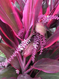 Cordyline Flower seeds for Planting Easy to Grow, Heirloom & GMO Free Seeds for Home Garden seeds for planting