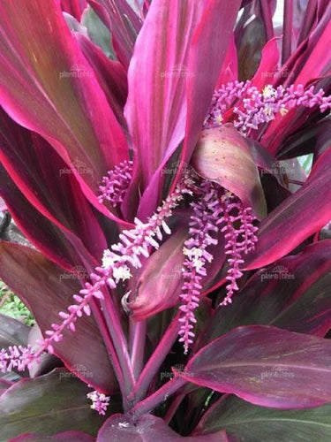 Cordyline Flower seeds for Planting Easy to Grow, Heirloom & GMO Free Seeds for Home Garden seeds for planting