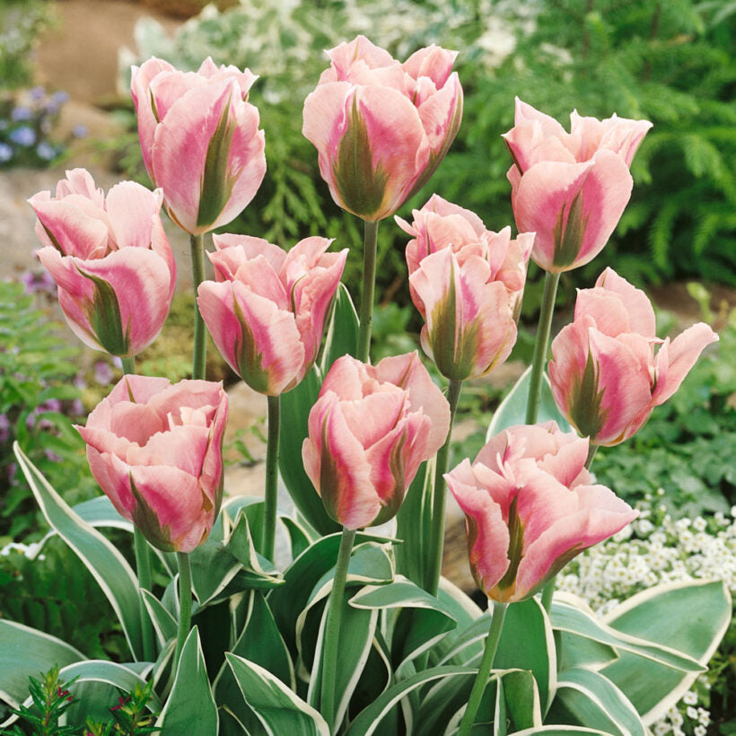 Premium Green Pink Tulip Flower seeds for Planting Wildflower Mix, Heirloom & GMO Free Seeds for Home Garden seeds
