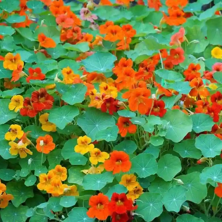 Mix Nasturtium Flower seeds for Planting Pollinator Friendly, Heirloom & GMO Free Seeds for Home Garden vegetable and garden seeds
