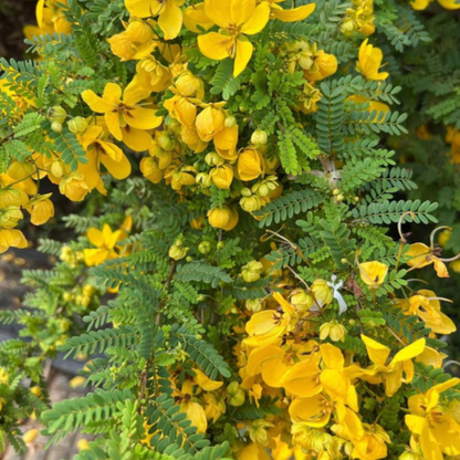 Cassia Biflora Flower seeds for Planting Hardy Variety Heirloom & GMO Free Seeds for Home Garden