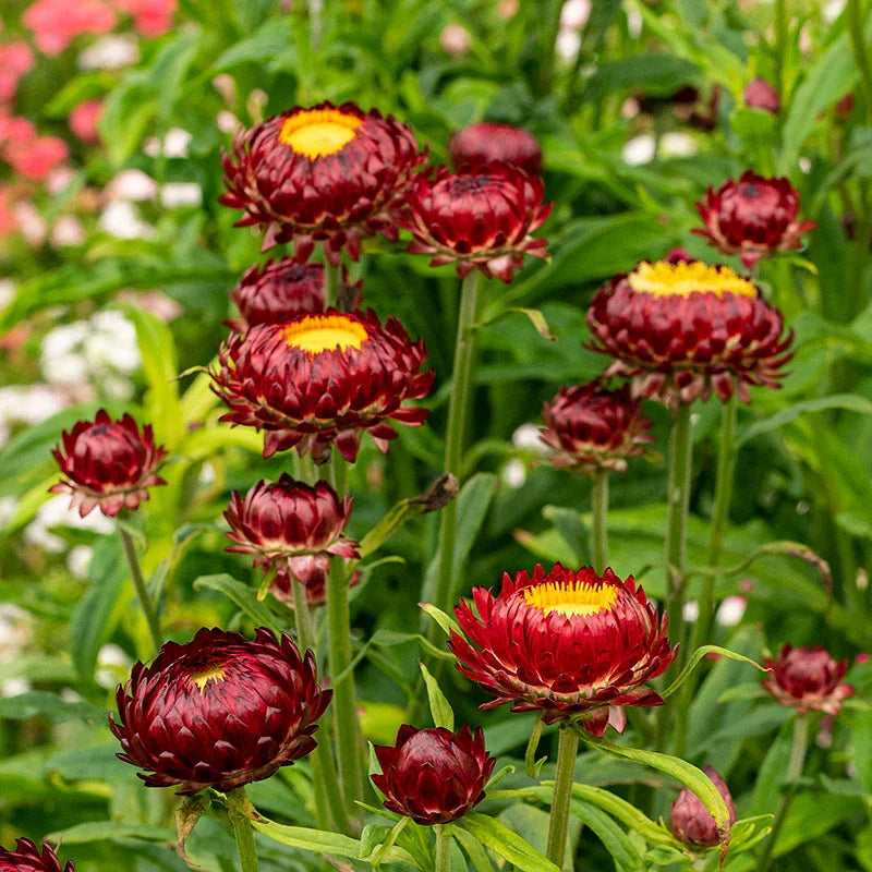 StrawFlower seeds for Planting Garden Favorite Heirloom & GMO Free Seeds for Home Garden