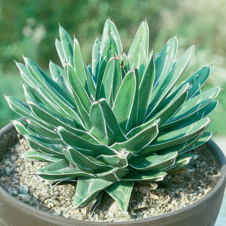 Premium Agave Victoriae Flower seeds for Planting Compact Growth Heirloom & GMO Free Seeds for Home Garden seeds