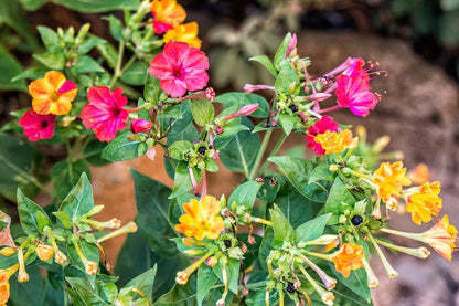 Four O’Clock Flower seeds for Planting, Pollinator Friendly Heirloom & GMO Free Seeds for Home Garden