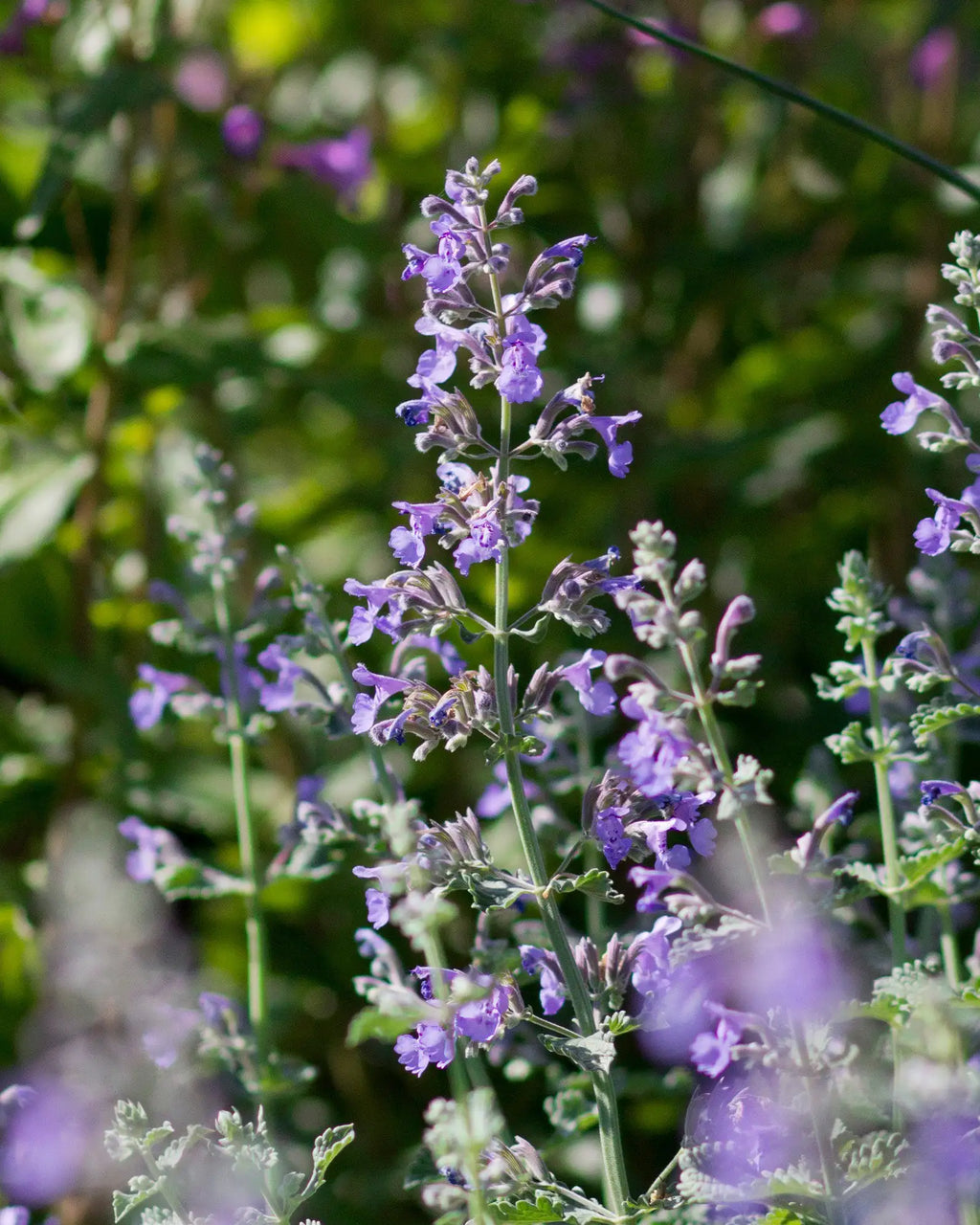 Nepeta Racemosa Flower seeds for Planting Shade Tolerant, Heirloom & GMO Free Seeds for Home Garden seeds for planting