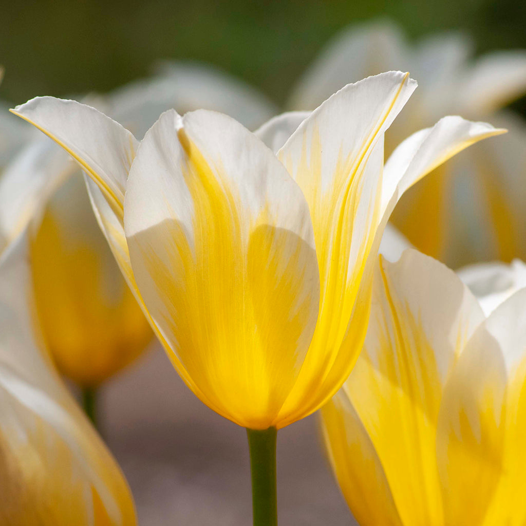 High quality Yellow White Tulip Flower seeds for Planting Shade Tolerant, Heirloom & GMO Free Seeds for Home Garden seeds pack