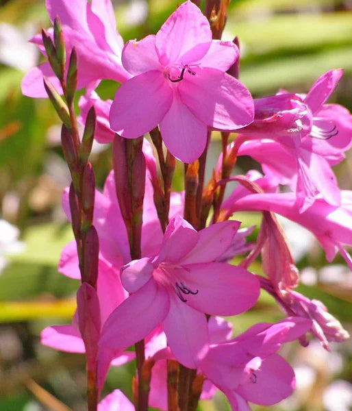 Premium Watsonia Borbonica Flower seeds for Planting Wildflower Mix Heirloom & GMO Free Seeds for Home Garden seeds
