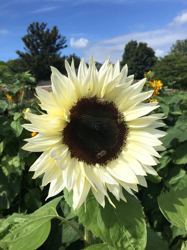 White Sunflower Flower seeds for Planting Seasonal Bloomer, Heirloom & GMO Free Seeds for Home Garden vegetable and garden seeds