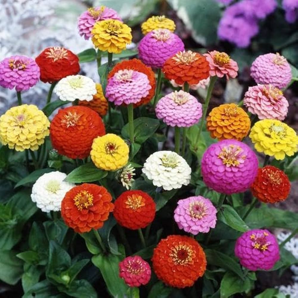 Castor flower seeds - Flower seeds for Planting - Low Maintenance, Heirloom & GMO Free Seeds for Home Garden