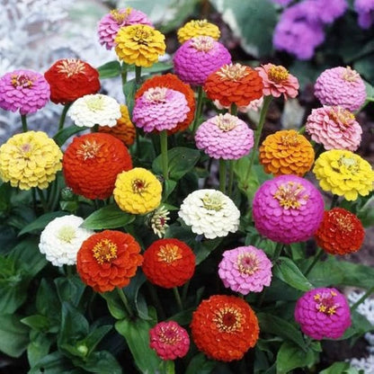 Castor flower seeds - Flower seeds for Planting - Low Maintenance, Heirloom & GMO Free Seeds for Home Garden