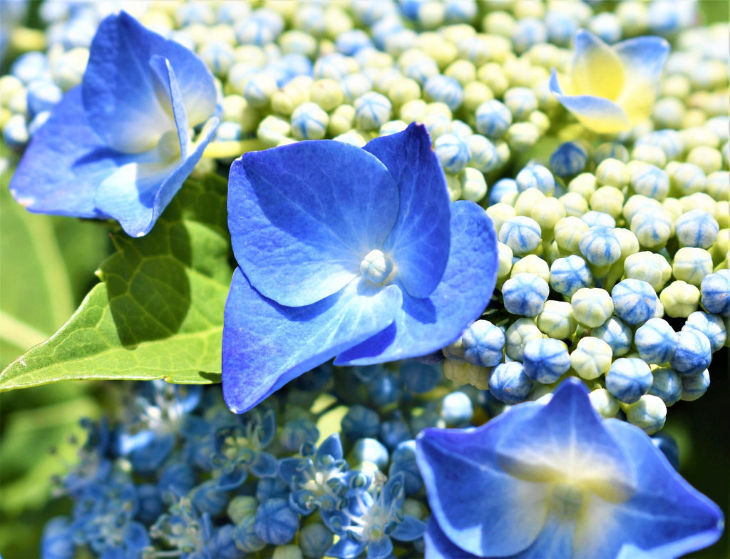 High quality Deep Blue Hydrangea Flower seeds for Planting Bright Blooms, Heirloom & GMO Free Seeds for Home Garden seeds pack