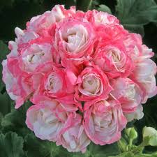 Light Pink Apple Blossom Geranium Seeds For Planting