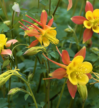Tequila Sunrise Columbine Flower seeds for Planting, Sun Loving Heirloom & GMO Free Seeds for Home Garden