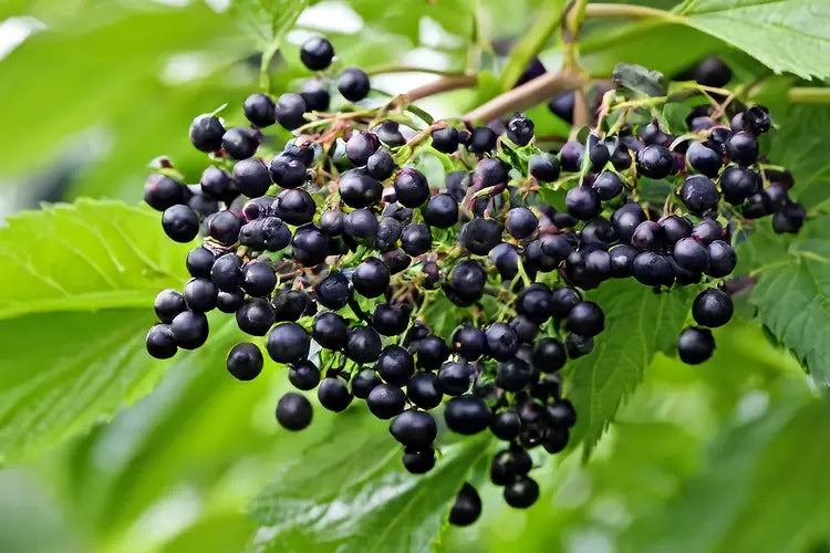 Elderberry Seeds - Black (Sambucus nigra)