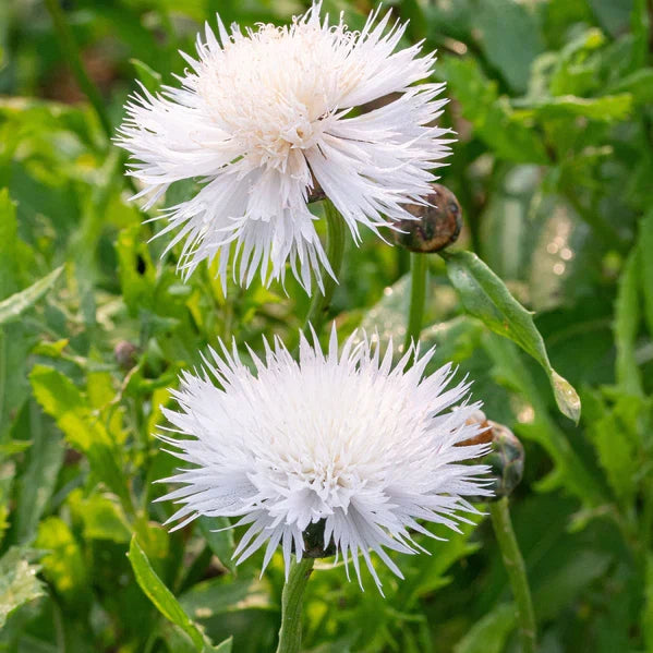 Heirloom Moschata Flower seeds for Planting Premium Quality Heirloom & GMO Free Seeds for Home Garden