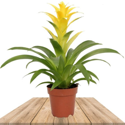 Yellow Bromeliad Tillandsia Flower seeds for Planting - Cut Flower Favorite, Heirloom & GMO Free Seeds for Home Garden