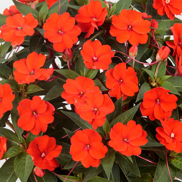 High quality Orange Impatiens Flower seeds for Planting Bright Blooms, Heirloom & GMO Free Seeds for Home Garden seeds pack