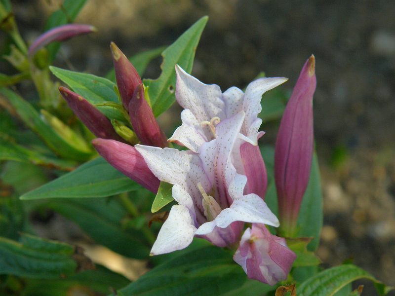 High quality Lavender Gentiana Asclepiadea Flower seeds for Planting Long Bloom Season, Heirloom & GMO Free Seeds for Home Garden seeds pack