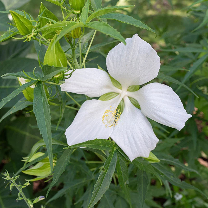 Heirloom Texas Star Hibiscus Flower seeds for Planting Cottage Garden Essential Heirloom & GMO Free Seeds for Home Garden