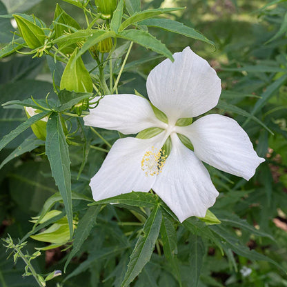 Heirloom Texas Star Hibiscus Flower seeds for Planting Cottage Garden Essential Heirloom & GMO Free Seeds for Home Garden