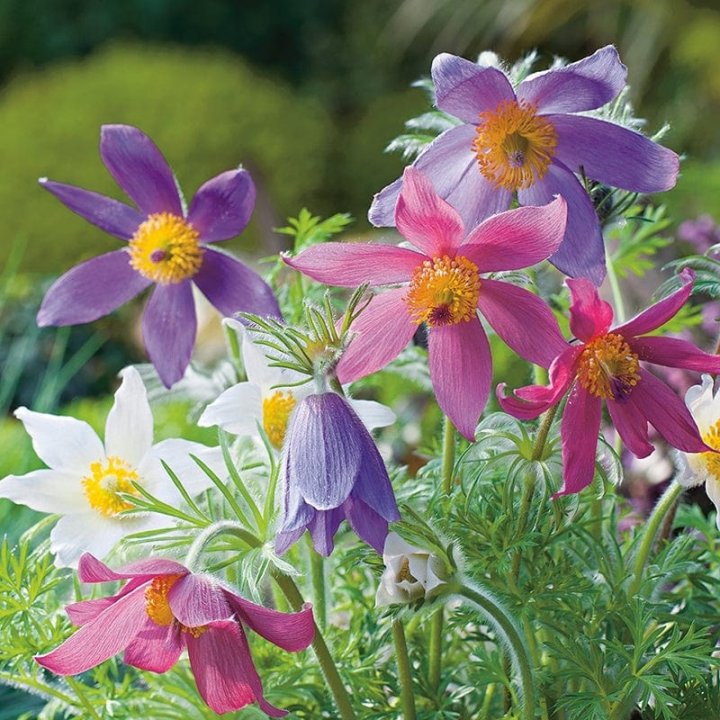 Premium Mix Pulsatilla Pasque Flower seeds for Planting Fragrant Blossoms, Heirloom & GMO Free Seeds for Home Garden seeds